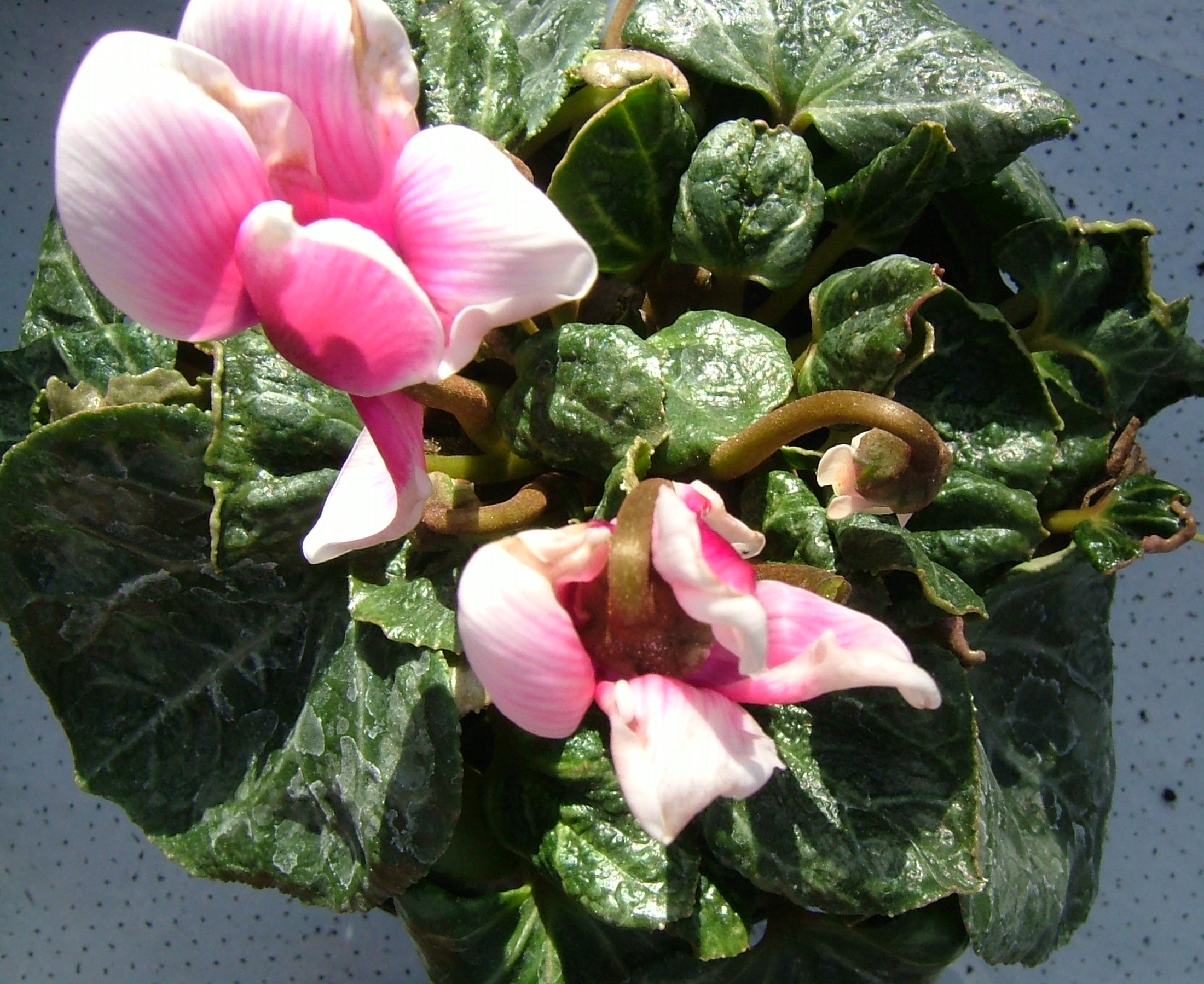 Cyclamen mite damage. Image © AHDB